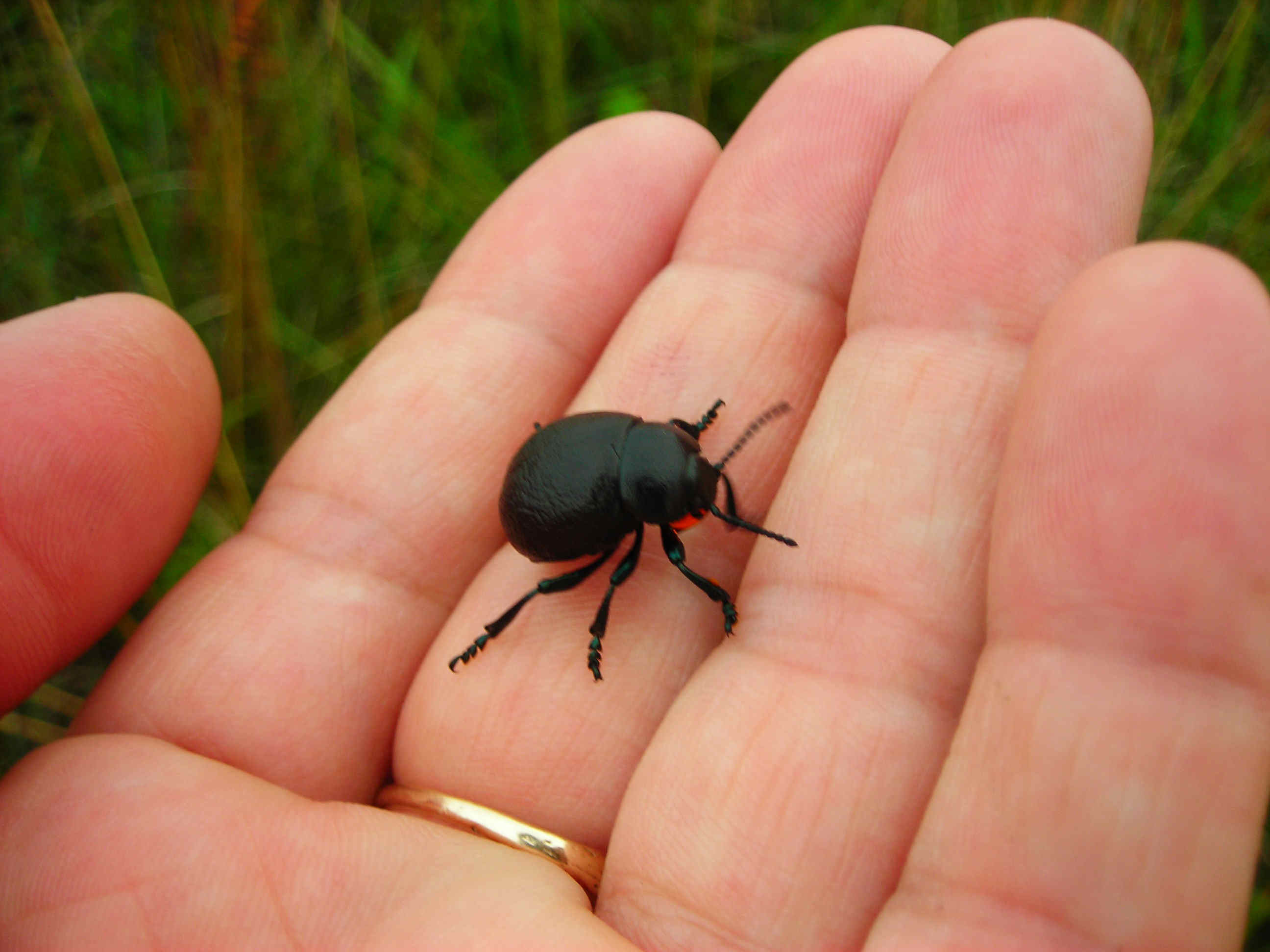 Timarcha nicaeensis e T. pratensis!!